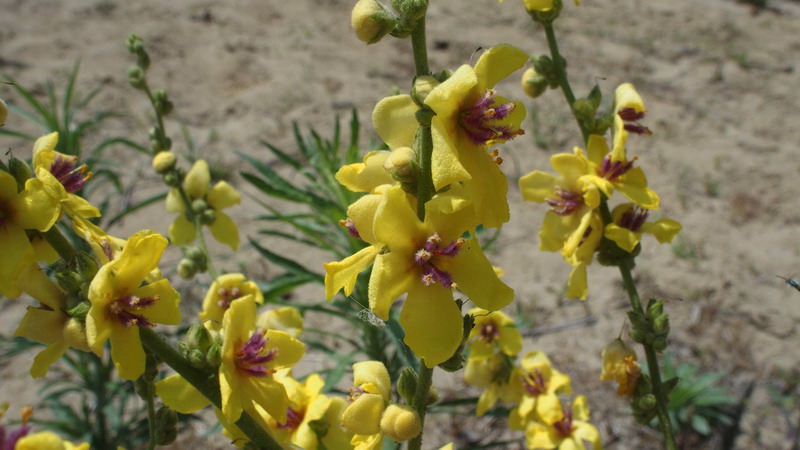 Sulle dune - Verbascum sinuatum